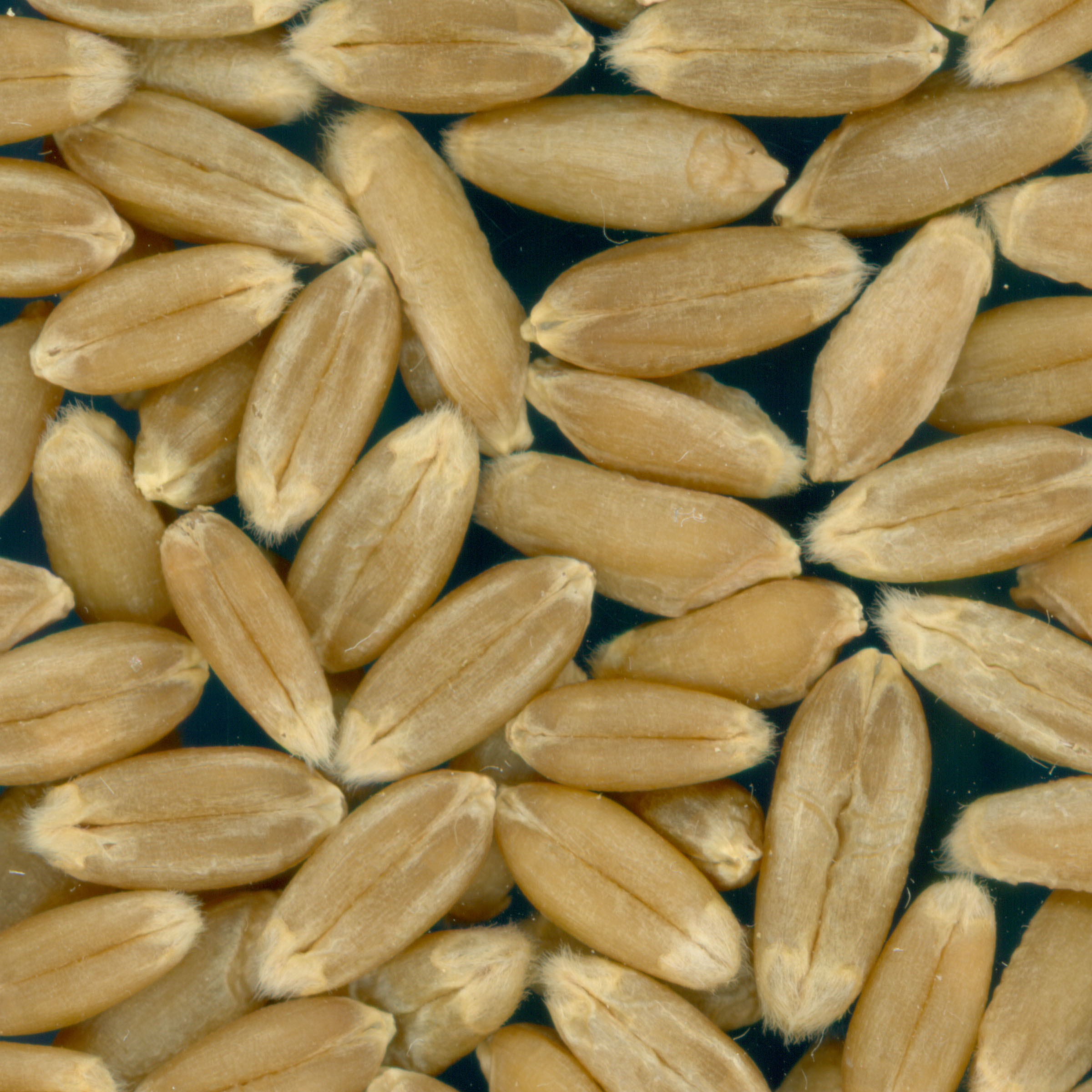 Click for 2 image(s) for this accession. KERNELS